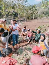 PANEN PERDANA BAWANG MERAH KELOMPOK TANI WANITA UMBULREJO